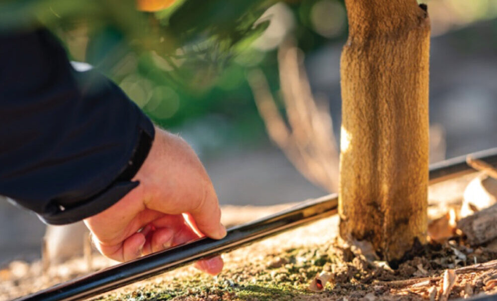 subvecions comunitats de regants