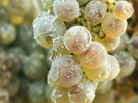 protección de cultiu, protección de cultivo, packs agrobee SENS, malalties cultiu, enfermedades cultivo