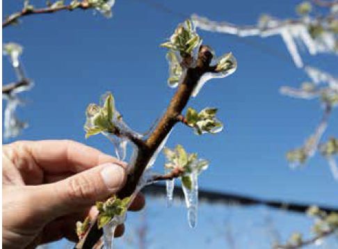SISTEMES ANTIGEL, SISTEMES DE REG ANTIGEL, SENSORS ANTIGEL, SENSORES ANTIHIELO, SONDES ANTIGEL, SONDAS ANTIHIELO, PLUVIOMETRO, PLUVIOMETRE